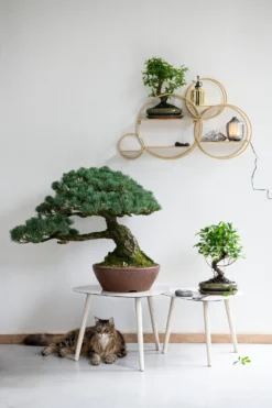 Intratuin Bijzettafel Crème 61 X 55 X 42 Cm